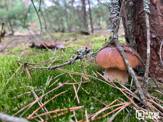 120 білих грибів на одній місцині знайшли в лісі на Рівненщині (ВІДЕО)