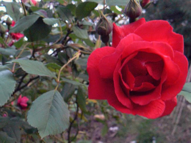 Догляд за трояндами восени: правильна обрізка та укриття