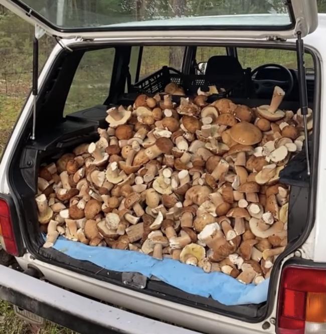 На Рівненщині назбирали цілий багажник грибів (ВІДЕО)