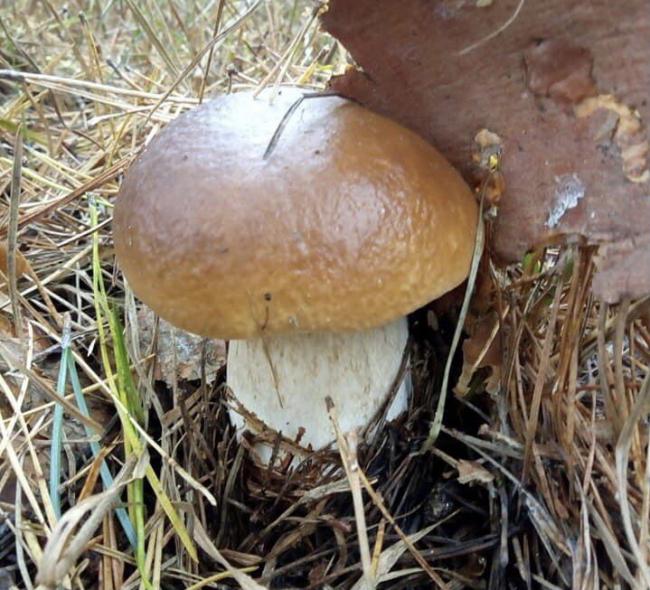 Щедрий врожай: жителька Рівненщини йшла по гриби, а принесла з лісу груші (ФОТО)
