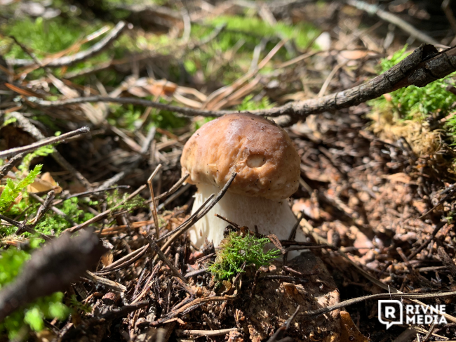 Сотні білих грибів знайшли мешканці в лісах Рівненщини 