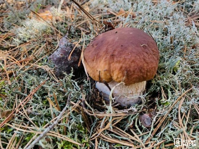 "Їдьте до лісу": мешканці Рівненщини відшукали більше тисячі білих грибів (ФОТО)