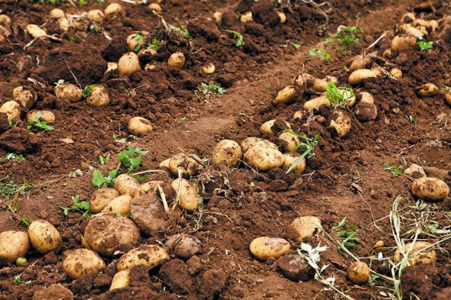 У Рівненській області рясно вродила картопля: де краща врожайність?