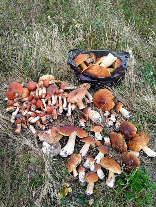 Житель Рівненщини поділився місцем, де за дві години зібрав урожай грибів (ФОТО)