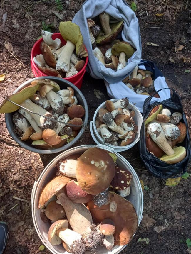Жителі Рівненщини відшукали три сотні грибів за 2 години (ФОТО)