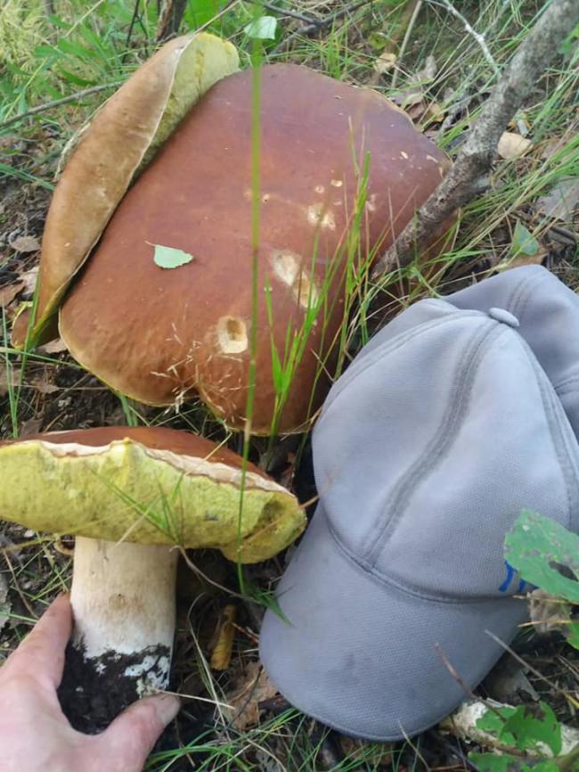 На Рівненщині чоловік відшукав величезного білого гриба (ФОТО)