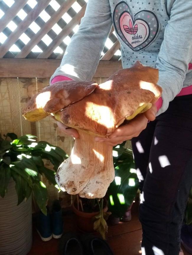 На Рівненщині діти знайшли величезного гриба (ФОТОФАКТ)