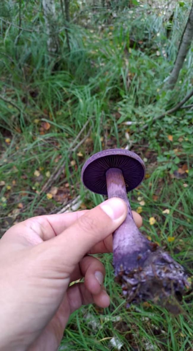 На Рівненщині грибник натрапив на незвичний фіолетовий гриб (ФОТО)