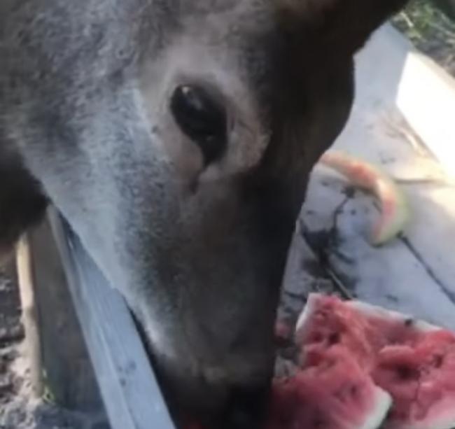На Рівненщині оленя почастували кавуном і відзняли це на відео