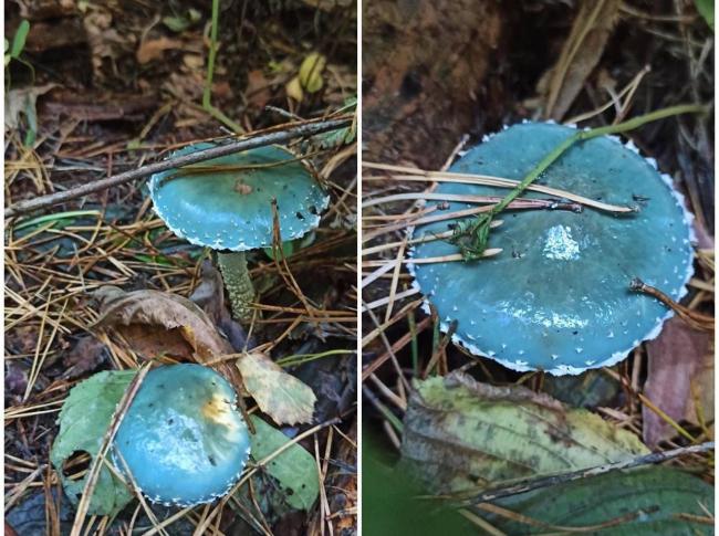 У лісі на Рівненщині жінка знайшла незвичні гриби (ФОТО)