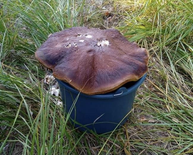 На півночі Рівненщини знайшли гриба-велетня, який не поміщався у відро (фотофакт)