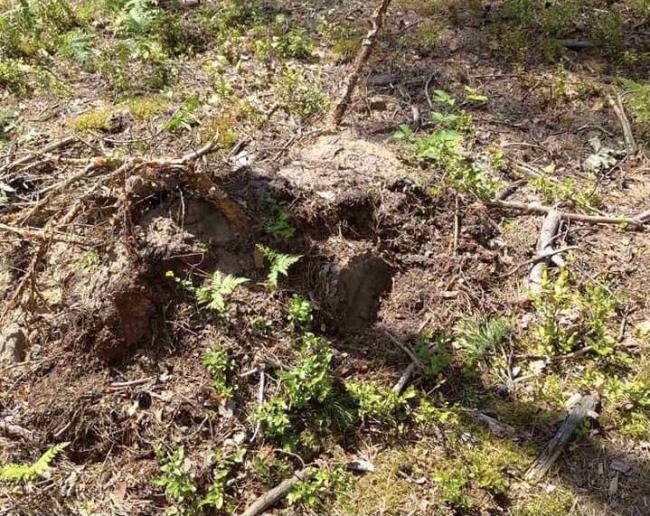На Рівненщині незаконно зрубали понад сто дерев: поліція шукає крадіїв