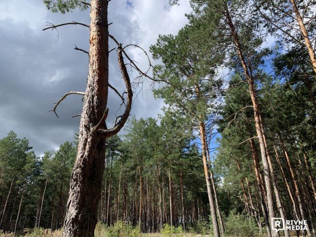 Пішла у ліс по гриби: жінку вкусила змія на Рівненщині