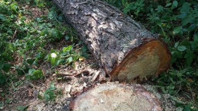 Працівника одного з лісгоспів на Рівненщині судитимуть за вирубку 12 сосен