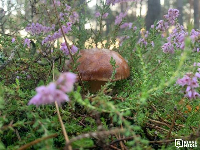Мешканець Рівненщини йшов збирати брусниці, а знайшов понад 30 грибів на одній місцині
