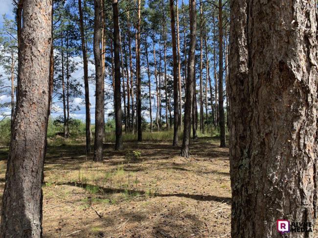У лісі на Рівненщині на молодого чоловіка впало дерево: він помер дорогою в лікарню
