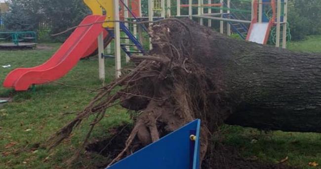 У місті на Рівненщині на дитячому майданчику вітер звалив дерево