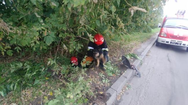 У Рівному рятувальник діставав собаку з каналізаційного колодязя