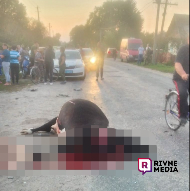 У селі на Рівненщині п’яний водій збив шість корів і потрощив паркан
