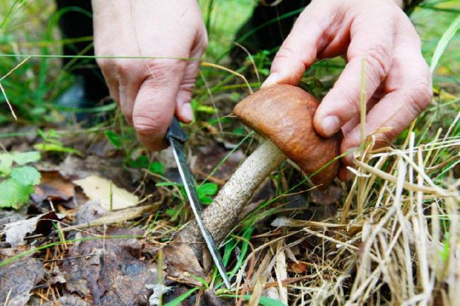 Викручувати чи зрізати: як правильно збирати гриби у лісі, щоб їх не пошкодити