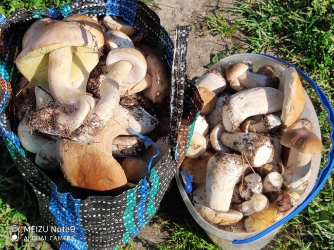 За декілька годин на Рівненщині мешканці зібрали понад 200 білих грибів