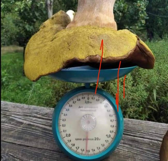 Жінка знайшла на Рівненщині гриба-велетня (ФОТОФАКТ)