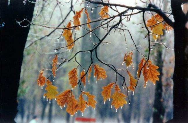 Дощі та хмарність: яким буде початок листопада на Рівненщині