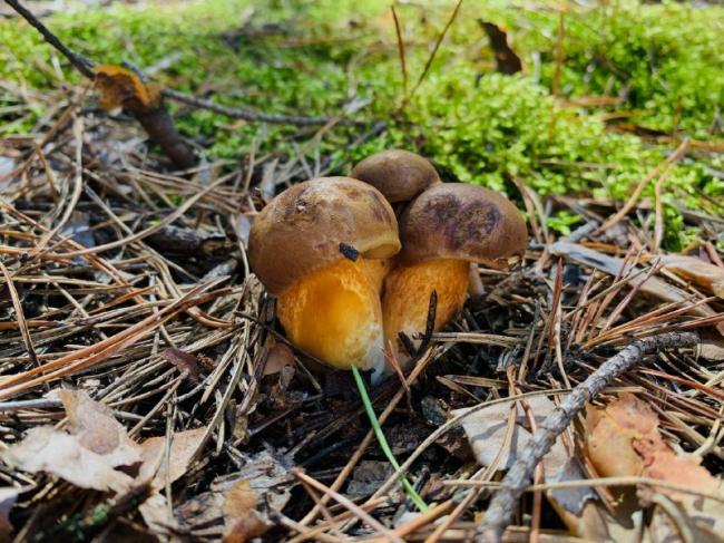 Мешканці Рівненщини діляться місцями, де ще можна відшукати гриби (ФОТО)