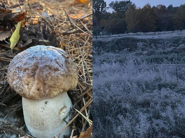 Морозні ночі та іній на грибах: на Рівненщині все ще збирають лісові трофеї (ФОТО)