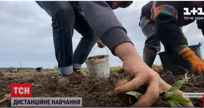 На Рівненщині сільські учні замість дистанційного навчання копають картоплю, бо сидять без інтернету (ВІДЕО)