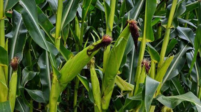 На Рівненщині судили жінку, яка вкрала 81 качан кукурудзи в полі