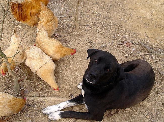 На Рівненщині жінки судились через собаку, який розірвав курку та вкусив козу
