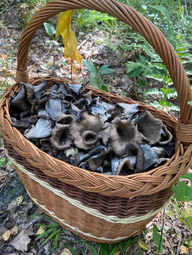 Мешканці Рівненщини у лісах збирають чорні їстівні гриби (ФОТО)