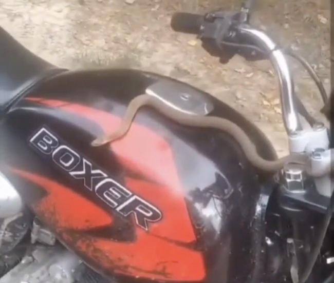"Таких пасажирів ще не було": на Рівненщині змія вилізла на мотоцикл (ВІДЕО)