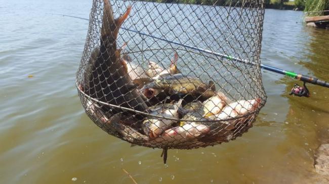 Вартість незаконно виловленої риби на Рівненщині зросла у десятки разів
