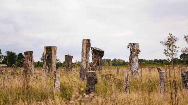 У Бельгії відкрилося перше у світі екологічне кладовище