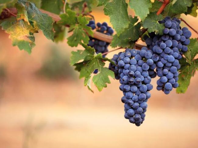 Як доглядати за виноградом восени: полив, обробка від шкідників і підживлення