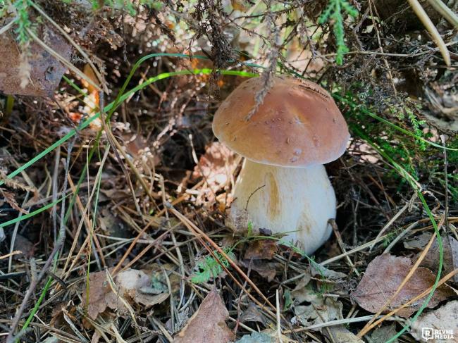 Жменя опеньків і сухий ліс: чи варто їхати по гриби на Рівненщині цими вихідними