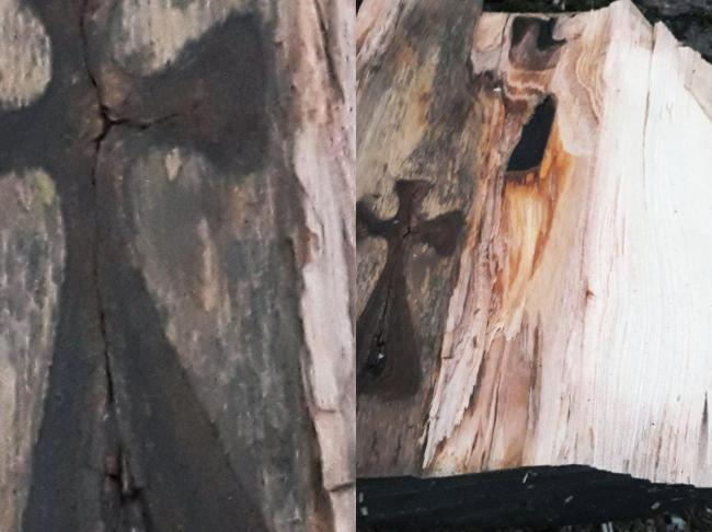 На зрубі дерева на Тернопільщині знайшли нерукотворний хрест (ФОТО,ВІДЕО)