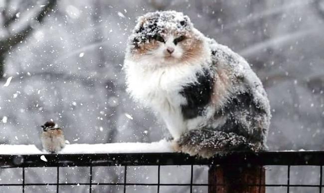 Дощ та сніг: на Рівненщині наступного тижня погіршиться погода