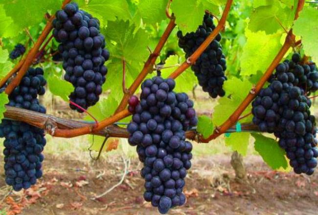 Що потрібно зробити з виноградом навесні, щоб він порадував урожаєм