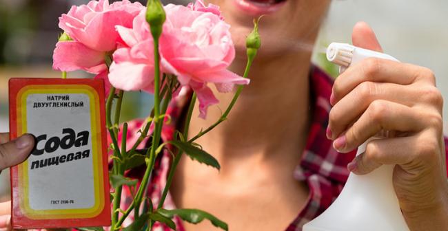 Як омолодити троянди за допомогою соди: простий і дієвий спосіб