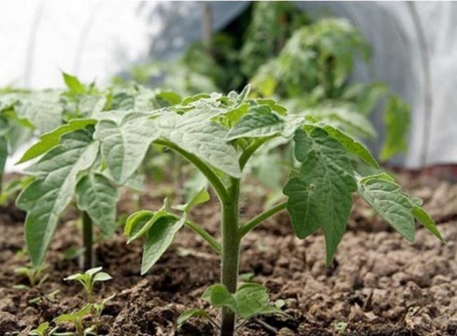 Чим підживити помідори після висадки у ґрунт, щоб отримати гарний врожай