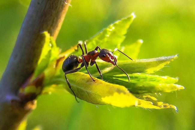 Як позбавитись від мурах на дачі - швидкий і ефективний спосіб