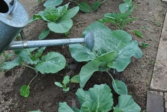 Чим підживити розсаду капусти після висадки у ґрунт: поради