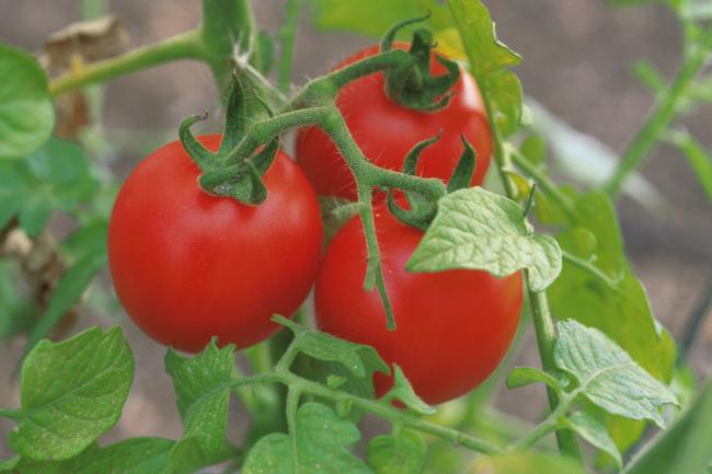 Чим обробити помідори від шкідників і хвороб: народні методи без хімікатів