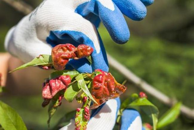 Як врятувати персика народними методами: листя стало кучерявим