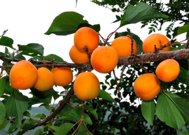Як врятувати абрикос від хвороб: народні методи