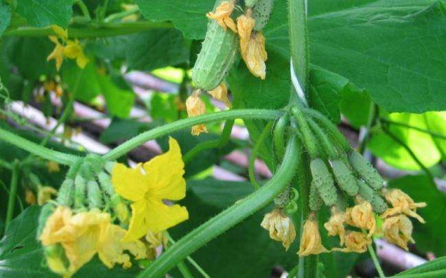 Чим підживити огірки на городі для більшої зав`язі