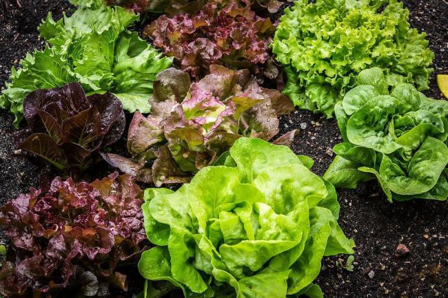 Як прибрати гіркоту у листя салату: прості способи